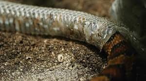 snakeskin